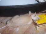 http://forums.filmnoirbuff.com/uploads/thumbs/51_rat_in_trap.jpg